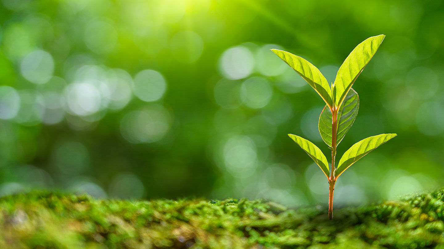 green plant