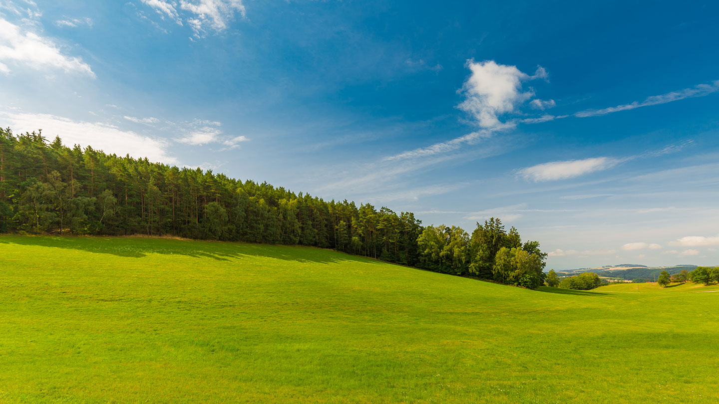 Grass and Trees