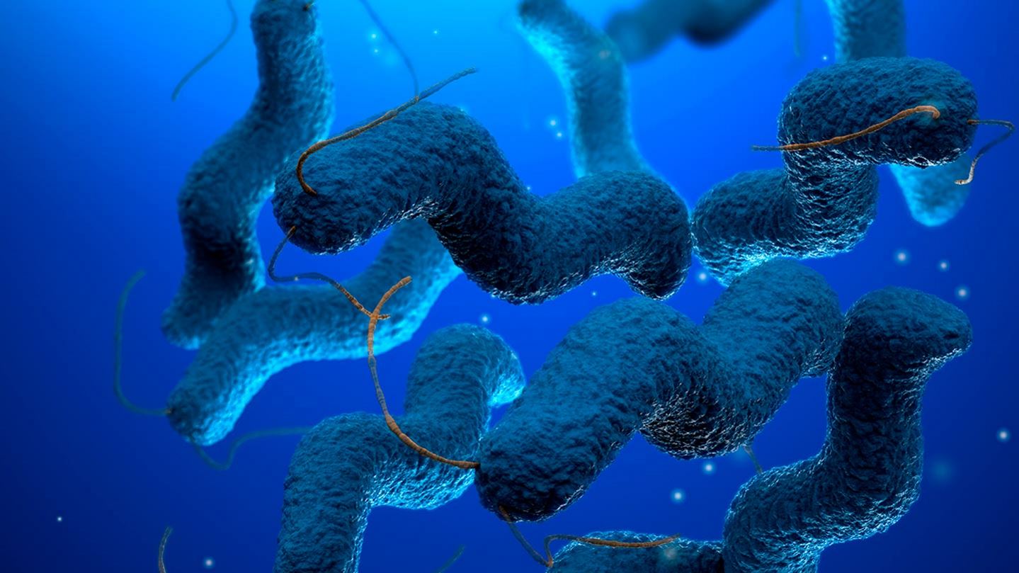 Campylobacter