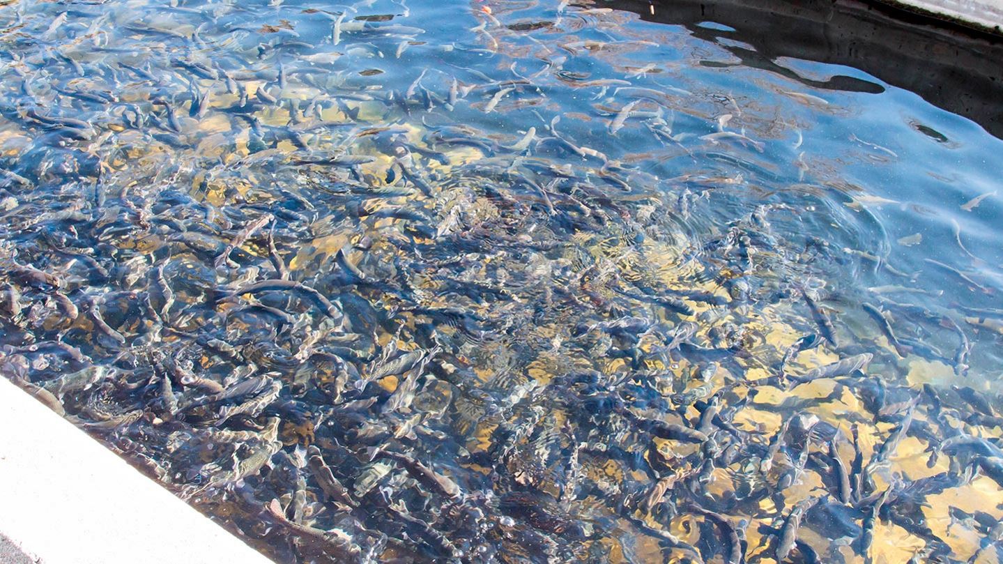 Water oxygenation in a fish farm