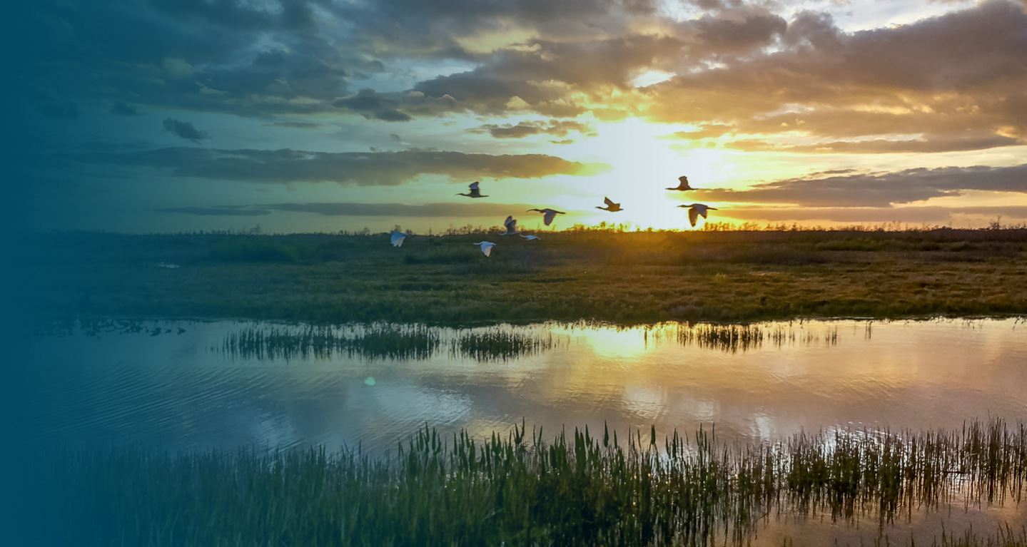 Louisiana landscape