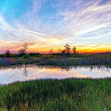 Louisiana landscape