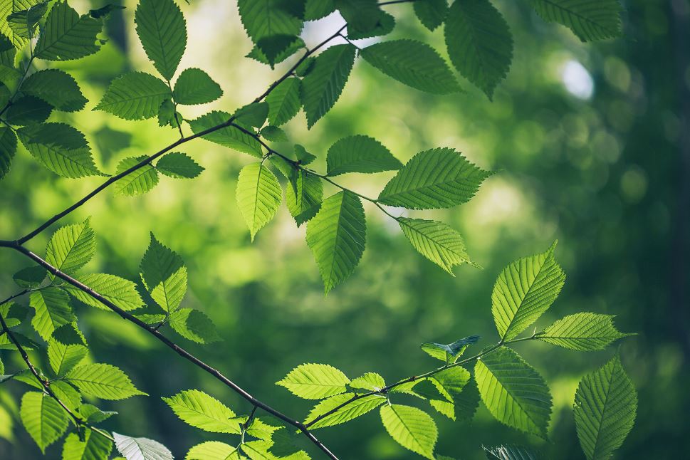 Tree leaves