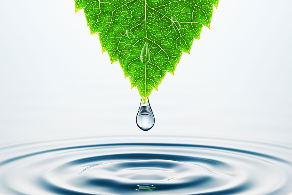 Neutralization leaf water